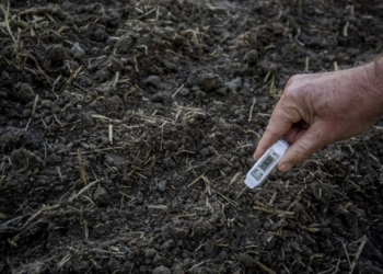 Jak odblokować potencjał plonotwórczy stanowiska pod uprawę kukurydzy?