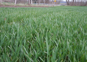 Ocena stanu plantacji zbóż ozimych