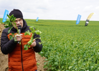 Profesor Witold Szczepaniak ocenia stan plantacji rzepaku