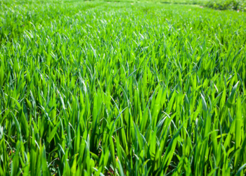 T1 – zabieg, w który warto zainwestować