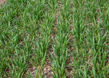 Regulacja pokroju zbóż zabezpiecza plon