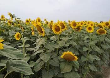 Agrotechnika uprawy słonecznika