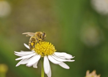 W trosce o zapylacze