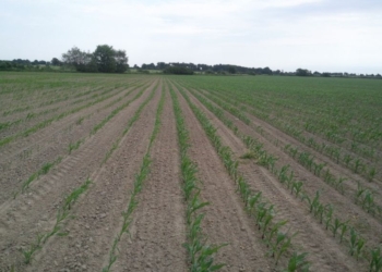 Odchwaszczanie kukurydzy