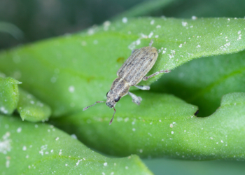 Chrząszcze oprzędzików na grochu i bobiku – komunikat IOR