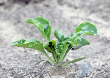 Masowe występowanie mszycy w uprawie buraka