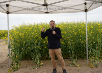 Ocena bieżącej kondycji rzepaku oraz przygotowanie stanowiska do nowego sezonu