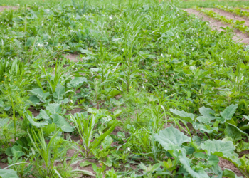 Odchwaszczanie buraków cukrowych będzie trudniejsze