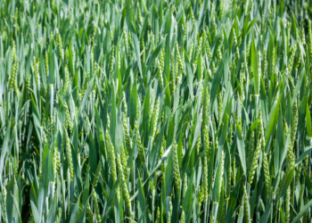 Zabieg T2 w zbożach