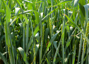 W zabiegu T3 walczymy o jakość ziarna