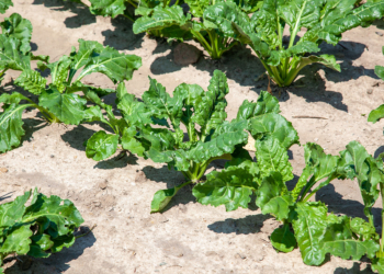 Trzeba wyprzedzić objawy chwościka buraka