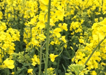 Rzepak ma apetyt na wapń