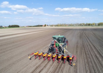 Siew kukurydzy kiszonkowej