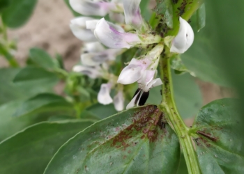 Czekoladowa plamistość bobiku – jedna z najgroźniejszych chorób
