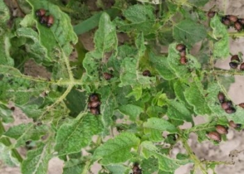 Stonka ziemniaczana – pierwsze larwy na ziemniakach