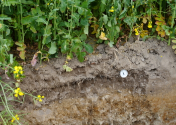 Gleba podstawą zdrowej rośliny