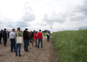 Odmiany rzepaku na platformie doświadczalnej w Spytkówkach