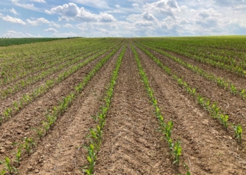 Podsumowanie siewów kukurydzy