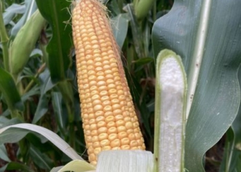 Dlaczego zależy nam na jak najwyższej strawności włókna w kiszonce z kukurydzy?