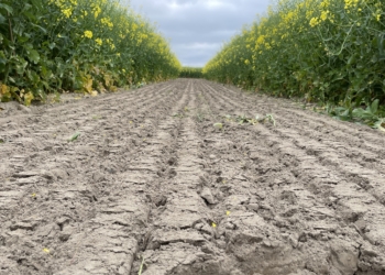 Hodowla odmian rzepaku ozimego a założenia Europejskiego Zielonego Ładu