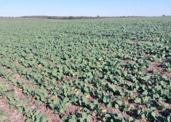 Jak zredukować koszty nawożenia?