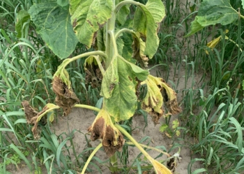 Zgnilizna twardzikowa w słoneczniku