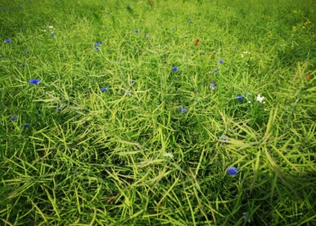 Przeciwdziałanie odporności chwastów – komunikat IOR