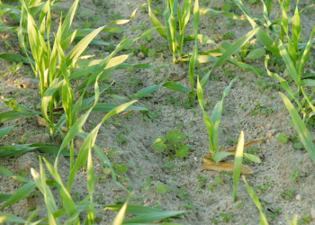 Jesienne zwalczanie chwastów w zbożach
