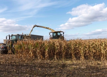 Zabezpieczenie kiszonkowej bazy pokarmowej w regionach dotkniętych suszą