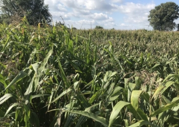 Stres suszy zredukuje plon kukurydzy