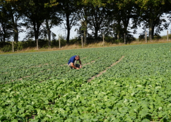 Rzepak w fazie 4-6 liści – lustracja poletek