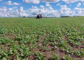 Jesienne odżywianie rzepaku azotem