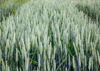 Poznaj i wyprzedź zagrożenia w zbożach