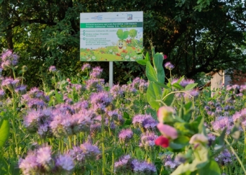 100 plantatorów Südzucker Polska S.A. wysiało własne łąki kwietne