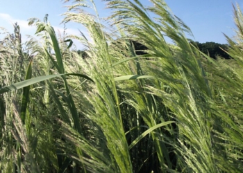 Cel strategiczny – walka z odpornością