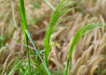 Jesienne zwalczanie niepożądanych traw na plantacjach zbóż