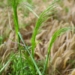 Jesienne zwalczanie niepożądanych traw na plantacjach zbóż
