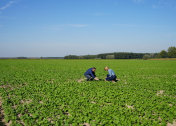 Ocena stanu plantacji rzepaku oraz zalecenia jesiennego nawożenia