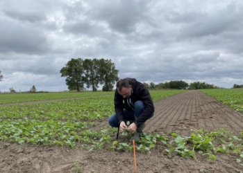 Lustracja plantacji rzepaku w Falęcinie (woj. kujawsko-pomorskie)