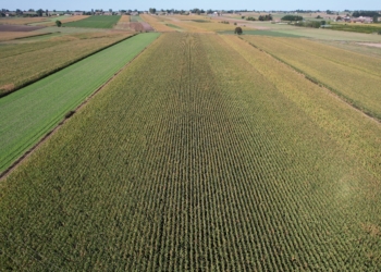 Uprawa kukurydzy może być opłacalna i zrównoważona