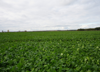 Kondycja roślin rzepaku – podsumowanie jesiennej wegetacji