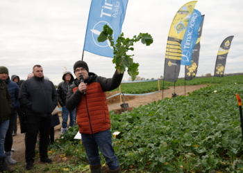 Wybujały rzepak – co dalej? Akademia Rzepaku 07.11.2023 r.