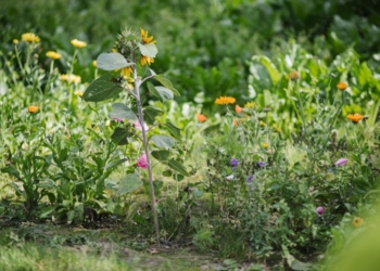 Produkować i regenerować jak najwięcej, zużywając jak najmniej