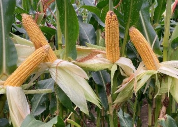 Podsumowanie zbiorów kukurydzy kiszonkowej