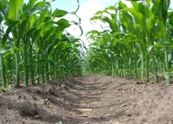 Różnokierunkowość. Uniwersalne odmiany kukurydzy