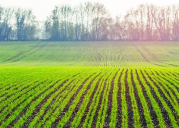 Nowe odmiany zbóż jarych. Krajowy Rejestr 2024 rok.
