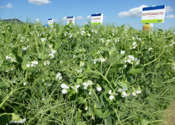 Rekomendowana lista odmian grochu siewnego na sezon 2024