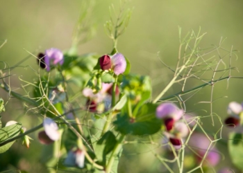 Kryteria wyboru odmian grochu