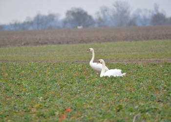 Przedwiośnie – szkody powodowane przez zwierzęta – ptaki na oziminach