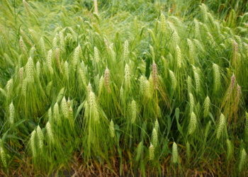 Nowe odmiany zbóż ozimych – Krajowy Rejestr 2024